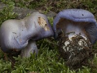 Cortinarius juranus 4, Saxifraga-Willem van Kruijsbergen