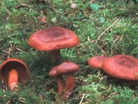 Cortinarius sanguineus, Bloodred Webcap