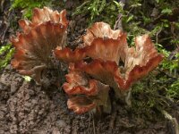 Cotylidia pannosa 2, Bundelkorsttrechtertje, Saxifraga-Willem van Kruijsbergen