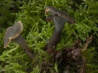 Craterellus cinereus