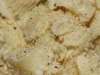 Creolophus cirrhatus 2, Gelobde pruikzwam, Saxifraga-Foto Fitis-Sytske Dijksen