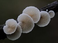 Crepidotus variabilis 16, Wit oorzwammetje, Saxifraga-Luuk Vermeer
