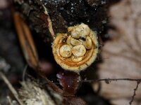 Crucibulum crucibuliforme 14, Geel nestzwammetje, Saxifraga-Foto Fitis-Sytske Dijksen