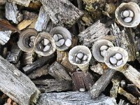 Cyathus olla, Birds Nest Fungi
