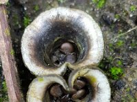 Cyathus olla 12, Bleek nestzwammetje, Saxifraga-Ben Delbaere