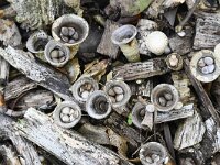 Cyathus olla 8, Bleek nestzwammetje, Saxifraga-Luuk Vermeer