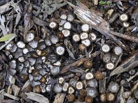 Cyathus striatus 6, Gestreept nestzwammetje, Saxifraga-Luuk Vermeer