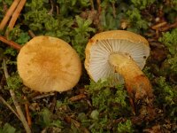 Cystoderma amianthinum, Earthy Powdercap
