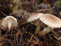 Cystoderma carcharias 4, Vleeskleurige korrelhoed, Saxifraga-Marijke Verhagen