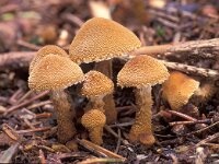 Cystoderma granulosum