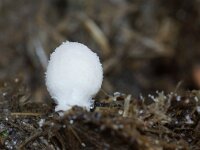 Cystolepiota seminuda