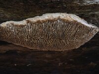 Daedalea quercina 25, Doolhofzwam, Saxifraga-Luuk Vermeer