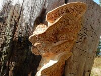 Daedalea quercina 38, Doolhofzwam, Saxifraga-Ed Stikvoort : Meinweg en omgeving