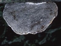 Daedaleopsis confragosa 3, Roodporiehoutzwam, Saxifraga-Jan van der Straten