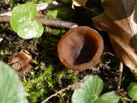 Dumontinia tuberosa 5, Anemonenbekerzwam, Saxifraga-Foto Fitis-Sytske Dijksen