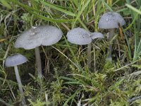 Entoloma mougeotii