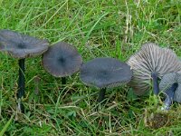 Entomoma chalybeum var lazulinum 3, Blauwplaatsteelsteeltje, Saxifraga-Lucien Rommelaars