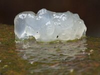 Exidia thuretiana 6, Stijfselzwam, Saxifraga-Jan Nijendijk