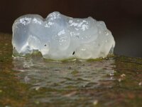 Exidia thuretiana 7, Stijfselzwam, Saxifraga-Jan Nijendijk