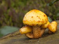 Flammula alnicola 6, Elzenbundelzwam, Saxifraga-Jan Nijendijk