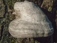 Fomes fomentarius 40, Echte tonderzwam, Saxifraga-Jan van der Straaten