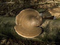 Fomitopsis betulina, Birch Polypore