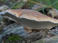 Fomitopsis  betulina 15, Berkenzwam, Saxifraga-Tom Heijnen