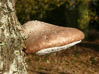 Fomitopsis betulina 18, Berkenzwam, Saxifraga-Hans Grotenhuis