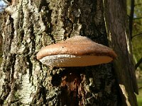 Fomitopsis betulina 19, Berkenzwam, Saxifraga-Hans Grotenhuis