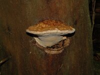 Fomitopsis pinicola 4, Roodgerande houtzwam, Saxifraga-Jan van der Straaten