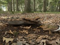 Ganoderma adspersum 4, Dikrandtonderzwam, Saxifraga-Willem van Kruijsbergen