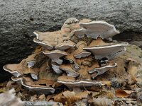 Ganoderma lipsiense 11, Platte tonderzwam, Saxifraga-Luuk Vermeer