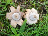 Geastrum elegans