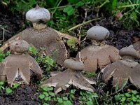 Geastrum pectinatum 3, Grote aardster, Saxifraga-Lucien Rommelaars