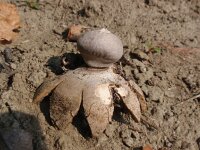 Geastrum rufescens