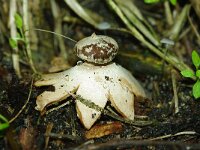 Geastrum striatum 9, Baretaardster, Saxifraga-Foto Fitis-Sytske Dijksen