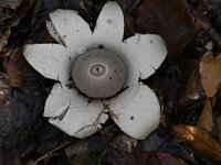 Geastrum triplex 14, Gekraagde aardster, Saxifraga-Luuk Vermeer