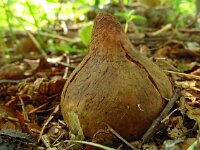 Geastrum triplex 29, Gekraagde aardster, Saxifraga-Hans Grotenhuis