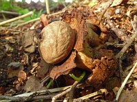 Geastrum triplex 31, Gekraagde aardster, Saxifraga-Hans Grotenhuis