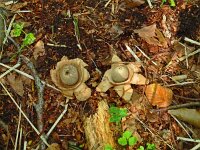 Geastrum triplex 32, Gekraagde aardster, Saxifraga-Hans Grotenhuis