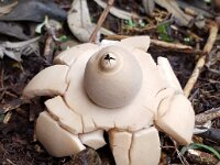 Geastrum triplex 34, Gekraagde aardster, Saxifraga-Ben Delbaere