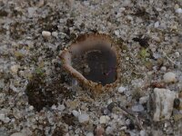 Geopora arenicola 14, Zandputje, Saxifraga-Luuk Vermeer