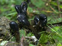 Glutinoglossum glutinosum