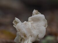 Helvella crispa 3, Witte kluifzwam, Saxifraga-Luc Hoogenstein