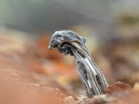 Helvella lacunosa 15, Zwarte kluifzwam, Saxifraga-Luuk Vermeer