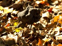 Helvella lacunosa 21, Zwarte kluifzwam, Saxifraga-Jan Nijendijk
