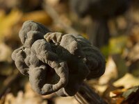 Helvella lacunosa 23, Zwarte kluifzwam, Saxifraga-Jan Nijendijk