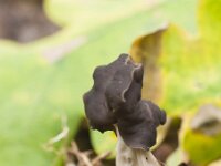 Helvella lacunosa 24, Zwarte kluifzwam, Saxifraga-Jan Nijendijk