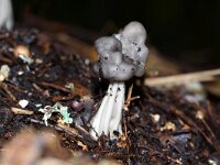 Helvella lacunosa 25, Zwarte kluifzwam, Saxifraga-Foto Fitis-Sytske Dijksen