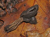 Helvella lacunosa 27, Zwarte kluifzwam, Saxifraga-Foto Fitis-Sytske Dijksen